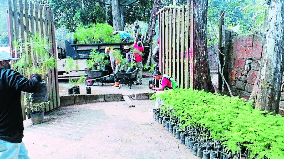 Masiva siembra de árboles en Triquilapa