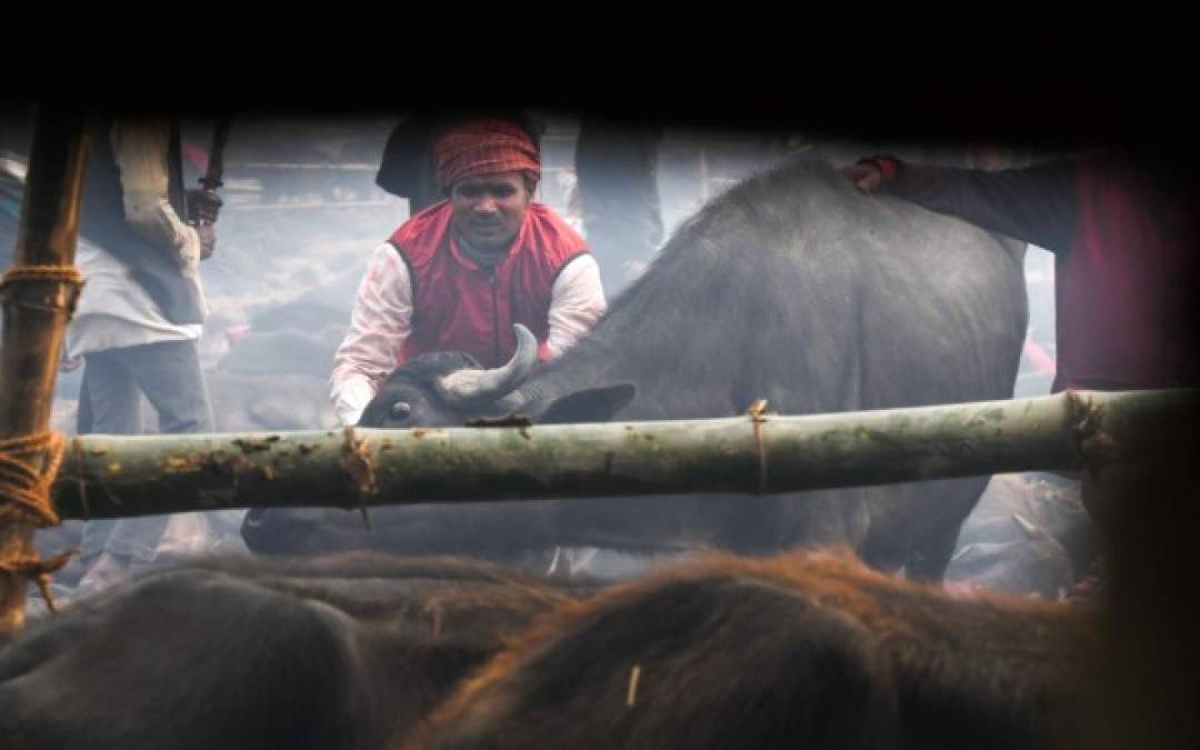 FOTOS: El dantesco ritual en el que degollaron a 300 mil animales en Nepal