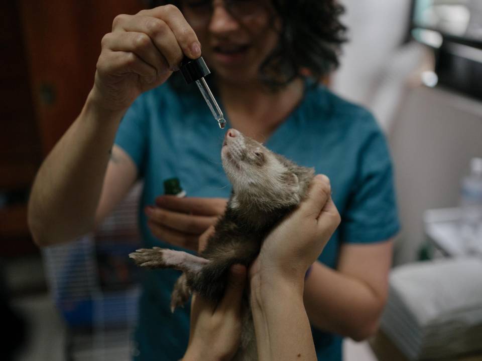 Fenri, un hurón que sufre una enfermedad inflamatoria intestinal, recibe CBD en la Ciudad de México. (Luis Antonio Rojas para The New York Times)
