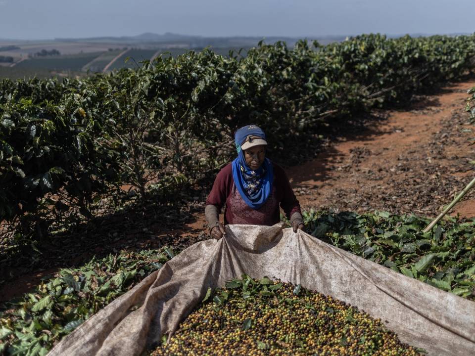 Cosecha de café en Alfenas, Brasil, en julio. El País es el mayor productor de café del mundo.