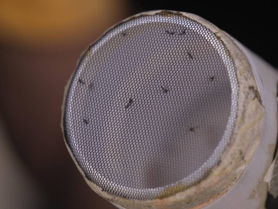 El Niño y el calentamiento han magnificado un brote de dengue. Mosquitos listos para análisis.