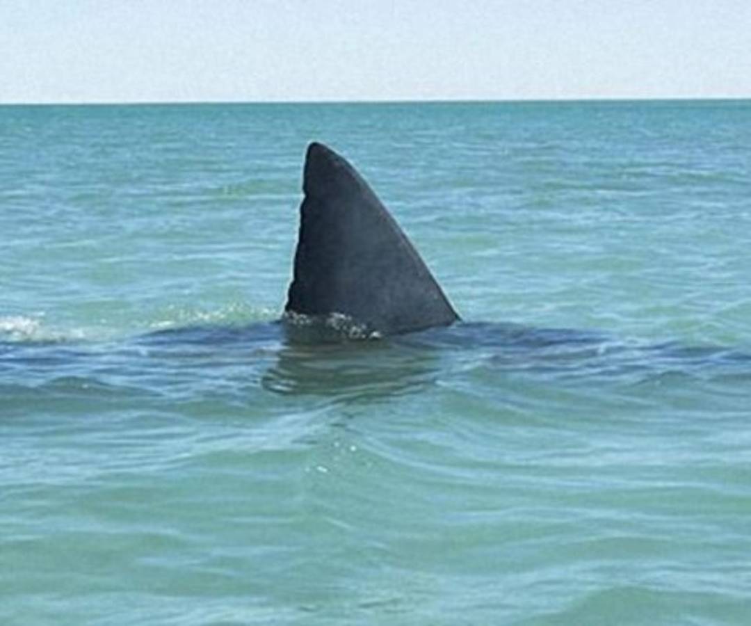 Dos jóvenes gravemente heridos por ataques de tiburón en costas de EEUU