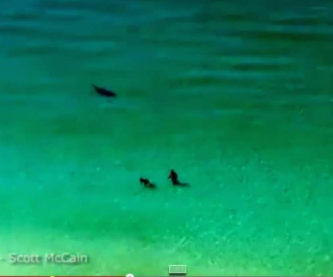 Enorme tiburón en Florida acorrala a bañistas