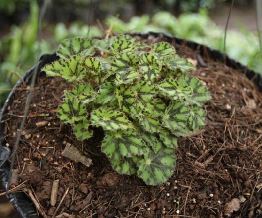 Cuidados de un jardín radiante