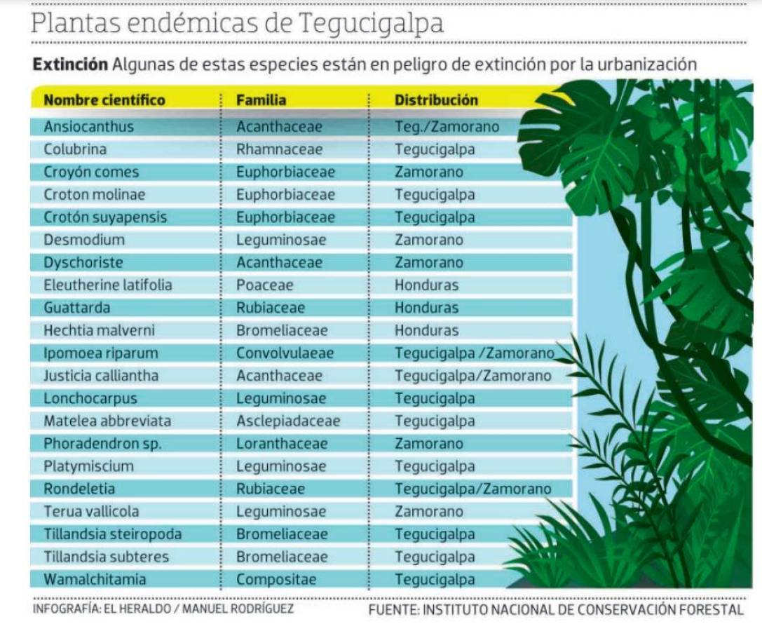 Tegucigalpa tiene 21 especies de plantas que son únicas en el mundo