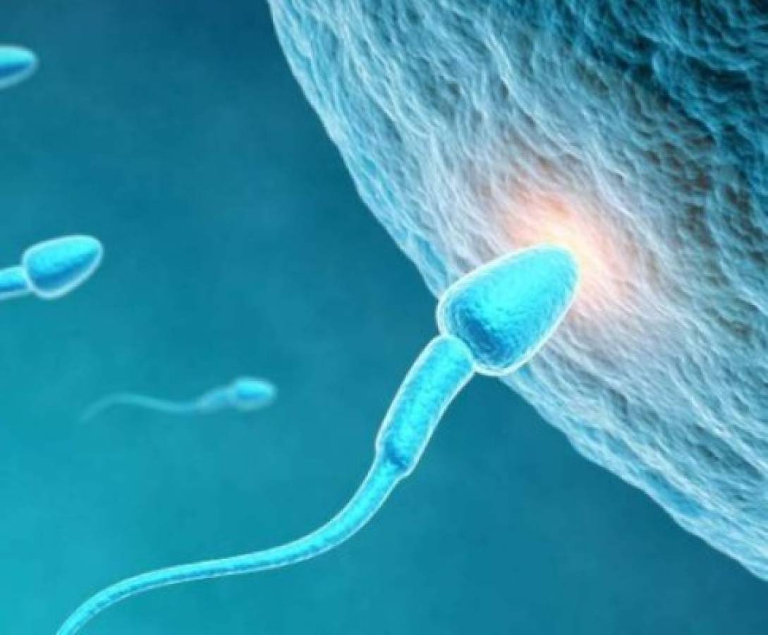 Por primera vez científicos logran crear espermatozoides de humano in vitro