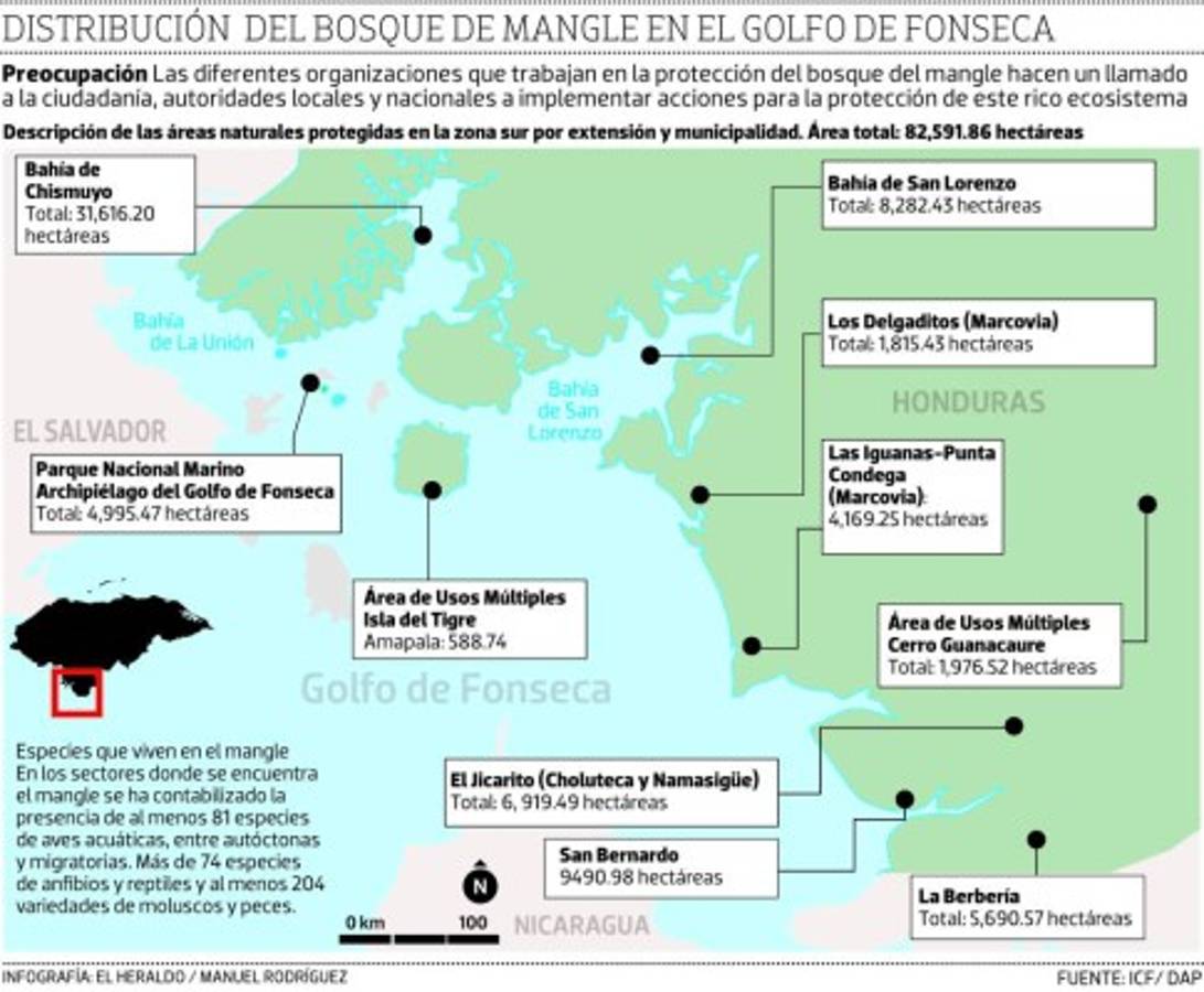 Destrucción del bosque de mangle amenaza biodiversidad del Golfo