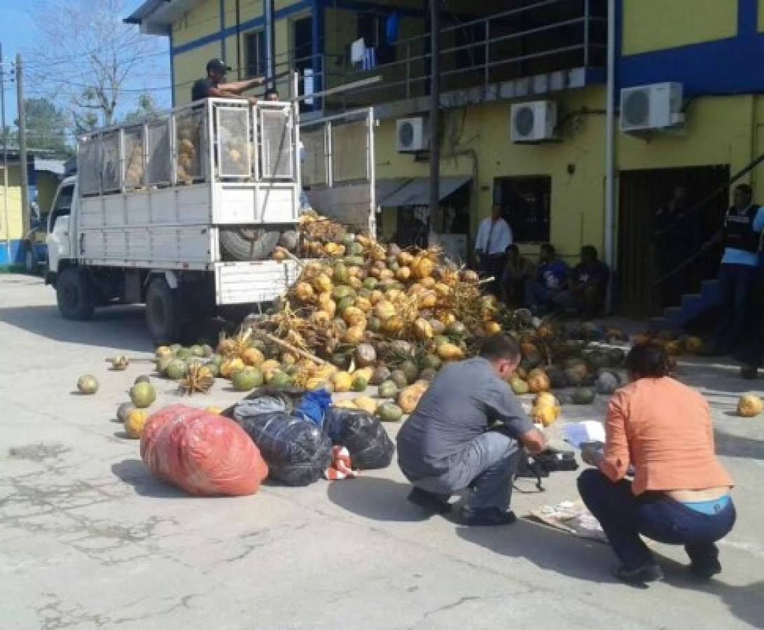 En camión cargado con cocos escondían droga