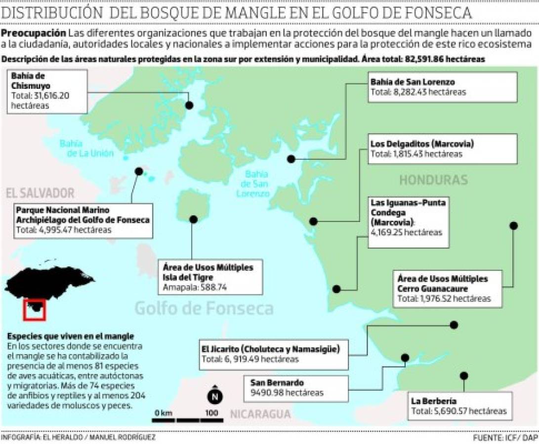 Autoridades intervienen en zona de manglar por tala ilegal en Islas de la Bahía – Canal 8 Honduras