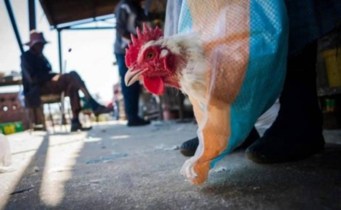 Qué es, cómo se transmite y qué tan peligrosa puede ser: todo sobre la gripe aviar H10N3  