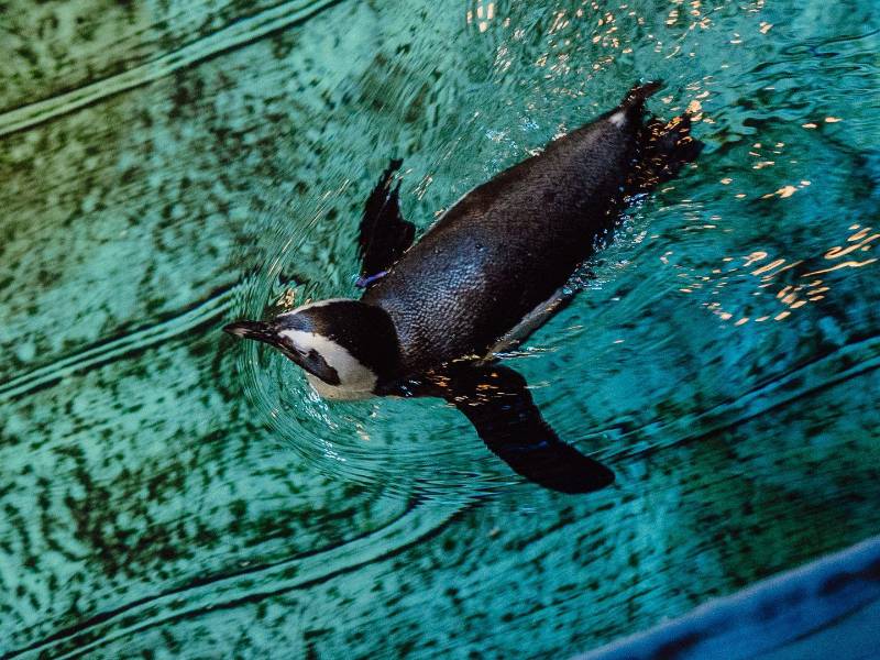 Los pingüinos geriátricos del Acuario de Nueva Inglaterra pueden recibir tratamientos como fisioterapia y acupuntura. (Cody O’Loughlin para The New York Times)