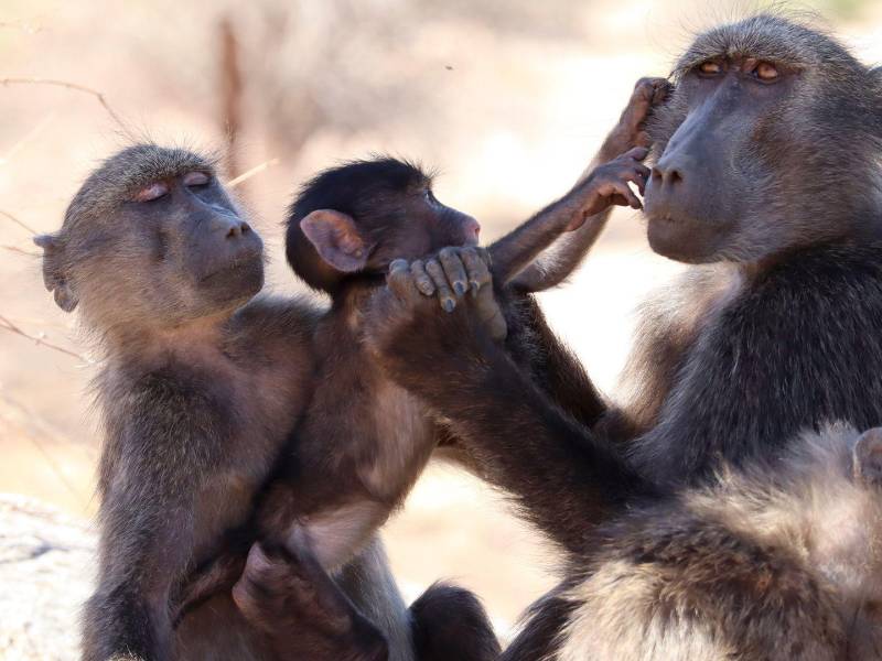 A photo provided by Dr. Axelle Delaunay shows a baboon family in Namibia. Young primates in a southern African nature park were observed to constantly interfere when their mother was giving attention to a younger brother or sister. (Dr. Axelle Delaunay via The New York Times) — NO SALES; FOR EDITORIAL USE ONLY WITH NYT STORY SLUGGED MONKEY JEALOUSY BY ANNIE ROTH FOR FEB. 10, 2026. ALL OTHER USE PROHIBITED. —