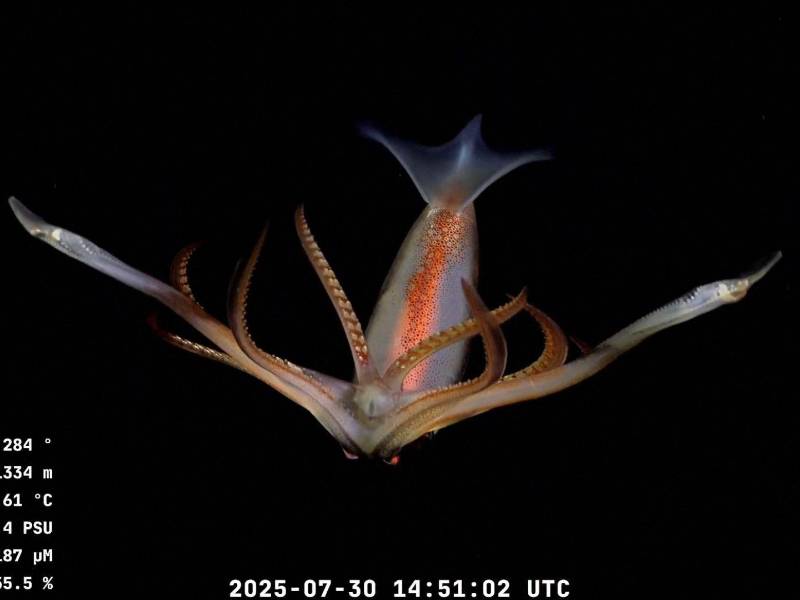 Científicos del Conicet, el consejo científico nacional de Argentina, lideraron una expedición en Mar del Plata.