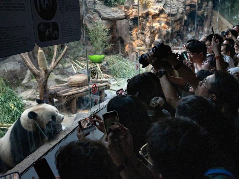 Beijing ha arrestado a varios influencers por lo que llama “cultura radical de fans”. El Zoológico de Beijing.