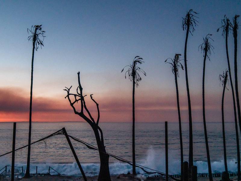 Los recientes incendios en Los Ángeles han consumido más de 16 mil hectáreas y al menos 24 personas han muerto.