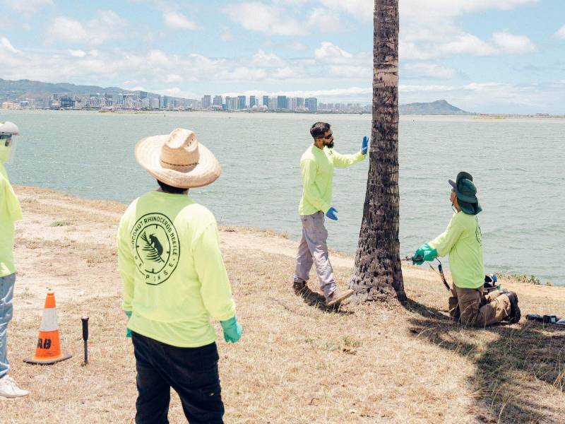 Un equipo de científicos inyecta insecticida a palmeras de Honolulú para intentar impedir que el escarabajo rinoceronte del coco taladre sus copas para alimentarse de savia.