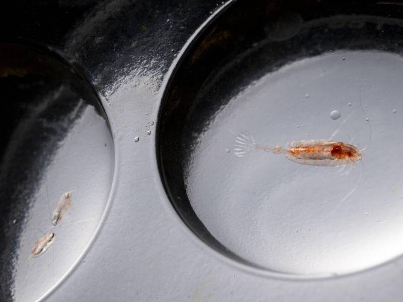 Zooplancton visto bajo el microscopio en el Laboratorio Bigelow de Ciencias Oceánicas en East Boothbay, Maine. (Billy Hickey para The New York Times)