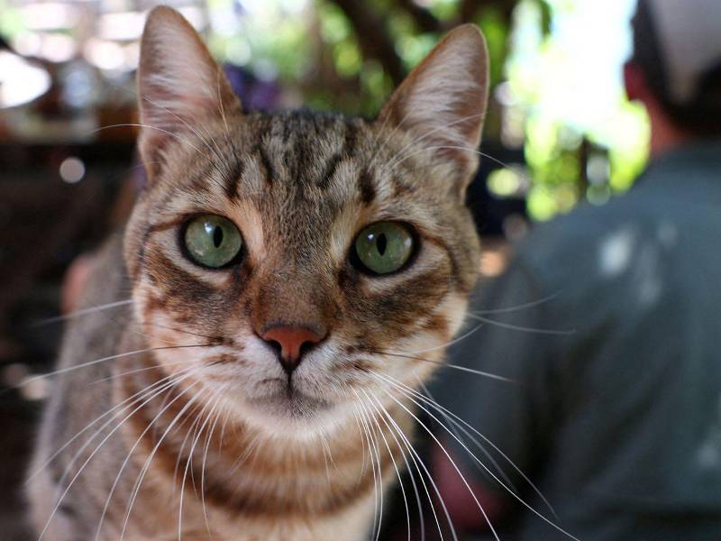 En un estudio, los gatos vocalizaron 4.3 veces para saludar a hombres. (Florion Goga/Reuters)