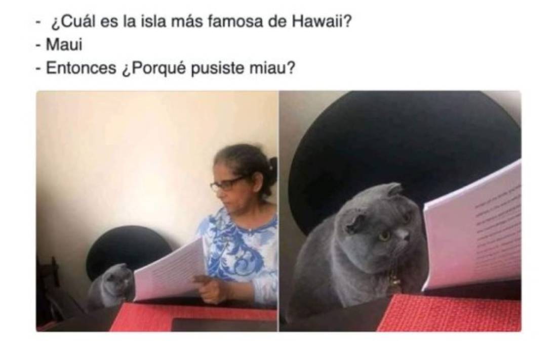 Divertidos memes del gato regañado que invaden las redes