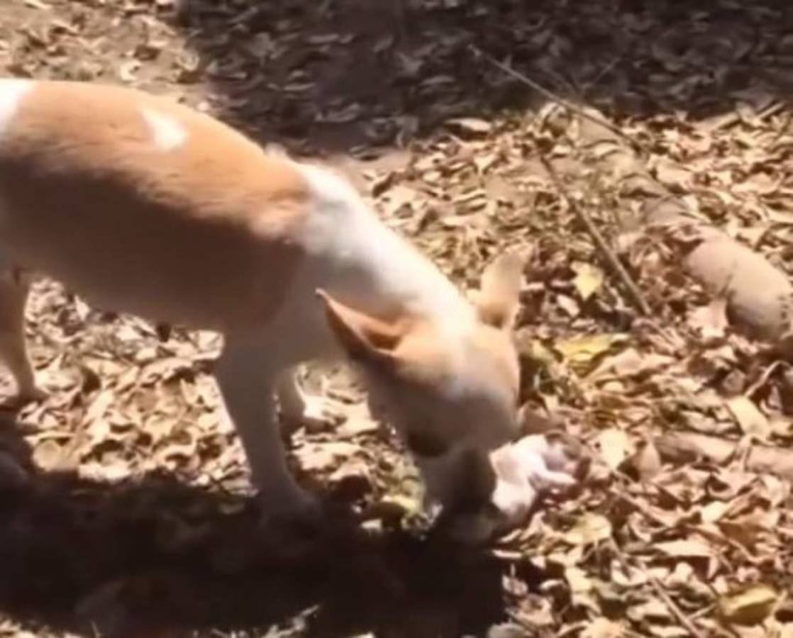 Verdadero amor de madre de una perrita con su cachorro