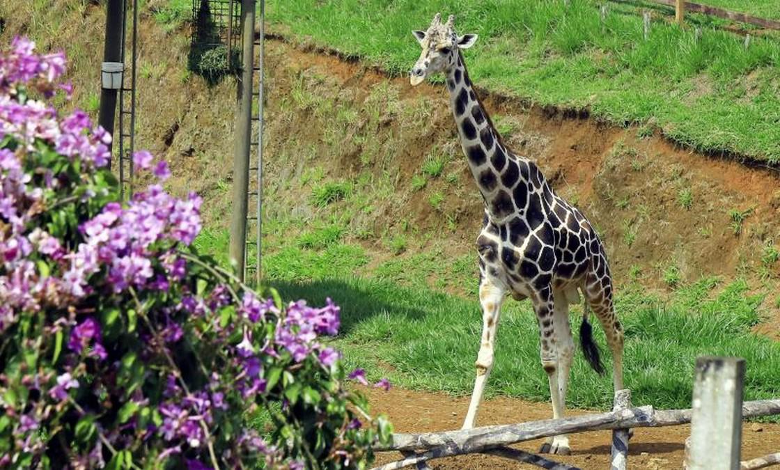 Admirada y consentida por los visitantes: así era la jirafa Big Boy, una valiosa joya de Joya Grande
