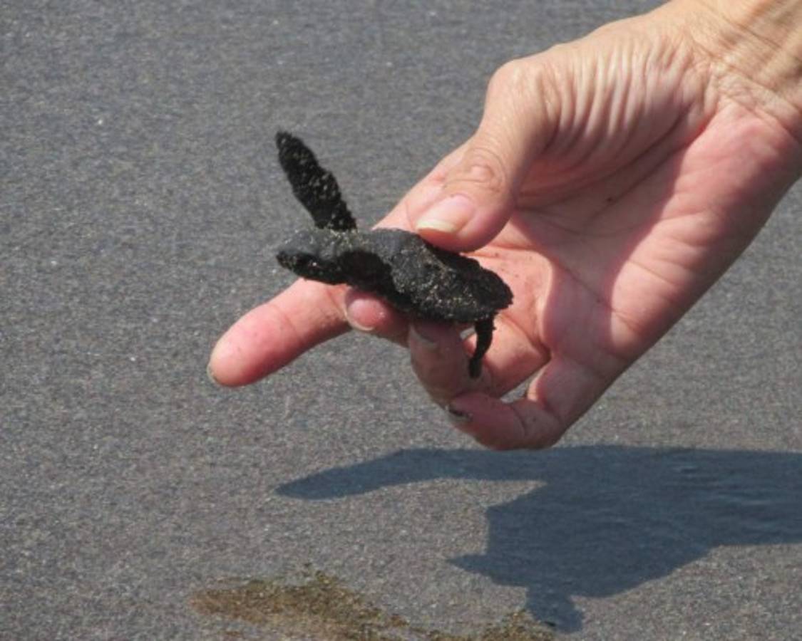 El Golfo de Fonseca, Un tesoro natural en el pacífico hondureño