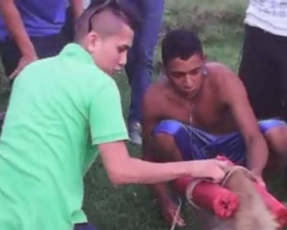 Honduras: L 2000 y 40 horas de trabajo comunitario por matar perro