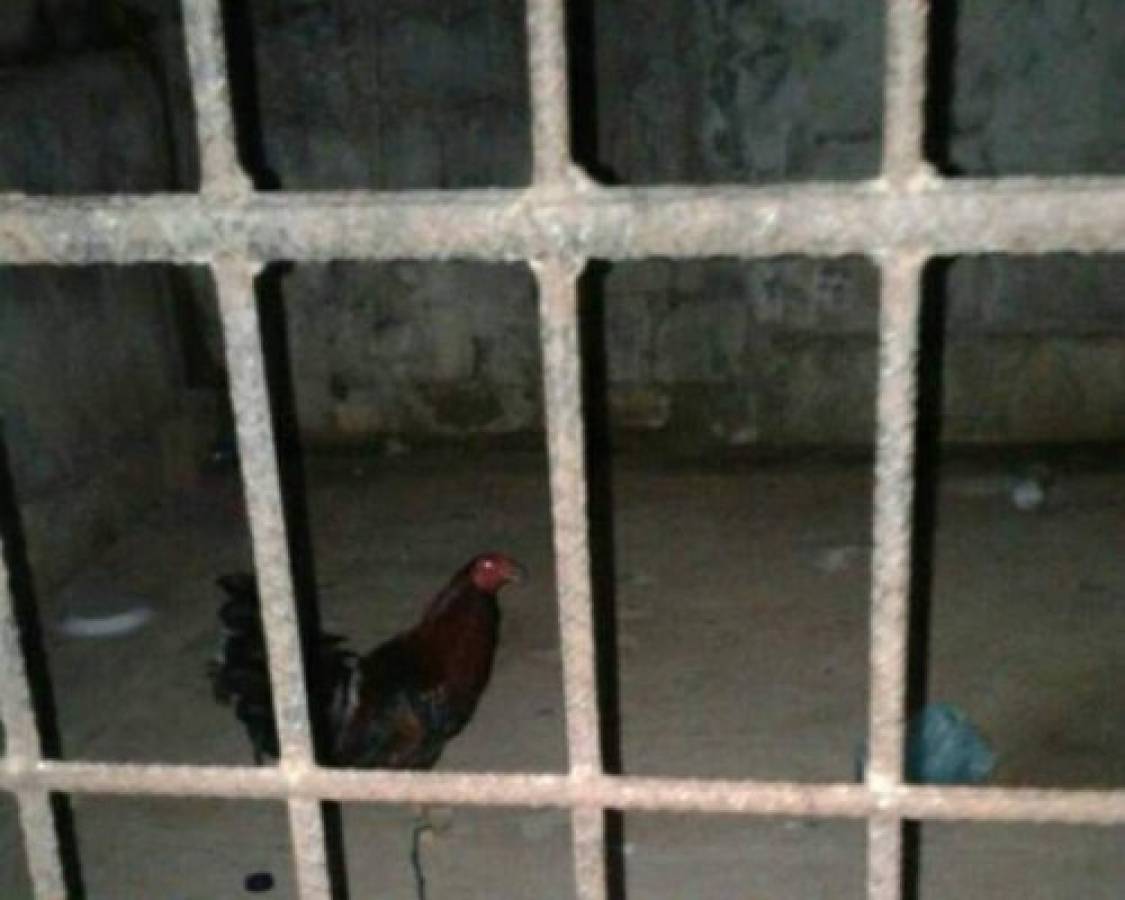 Honduras: Dejan en libertad al gallo detenido por la Policía