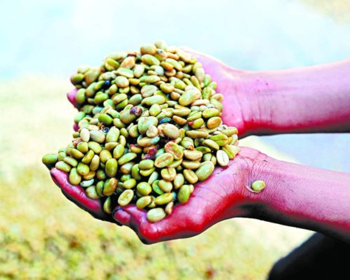 Rechazan posición de la OIC sobre precio del café por afectar a productores