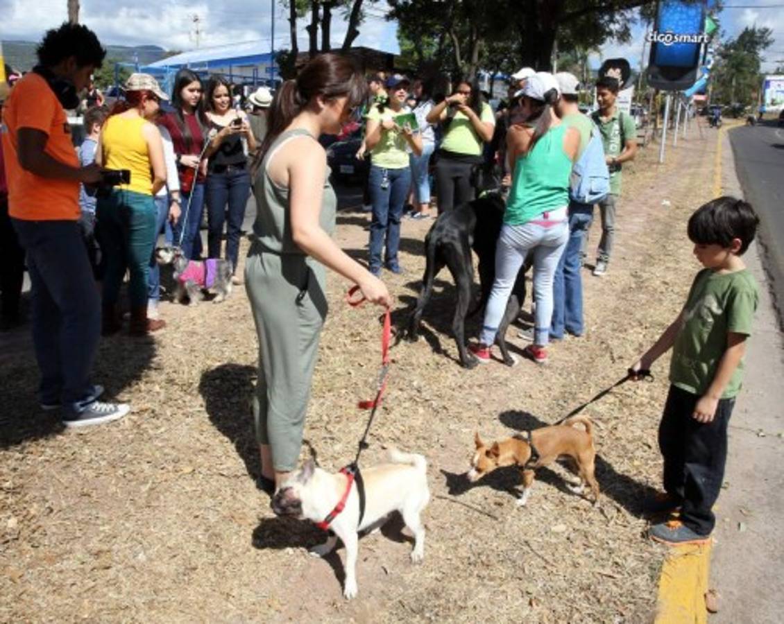 Honduras: Exigen protección para sus fieles amigos