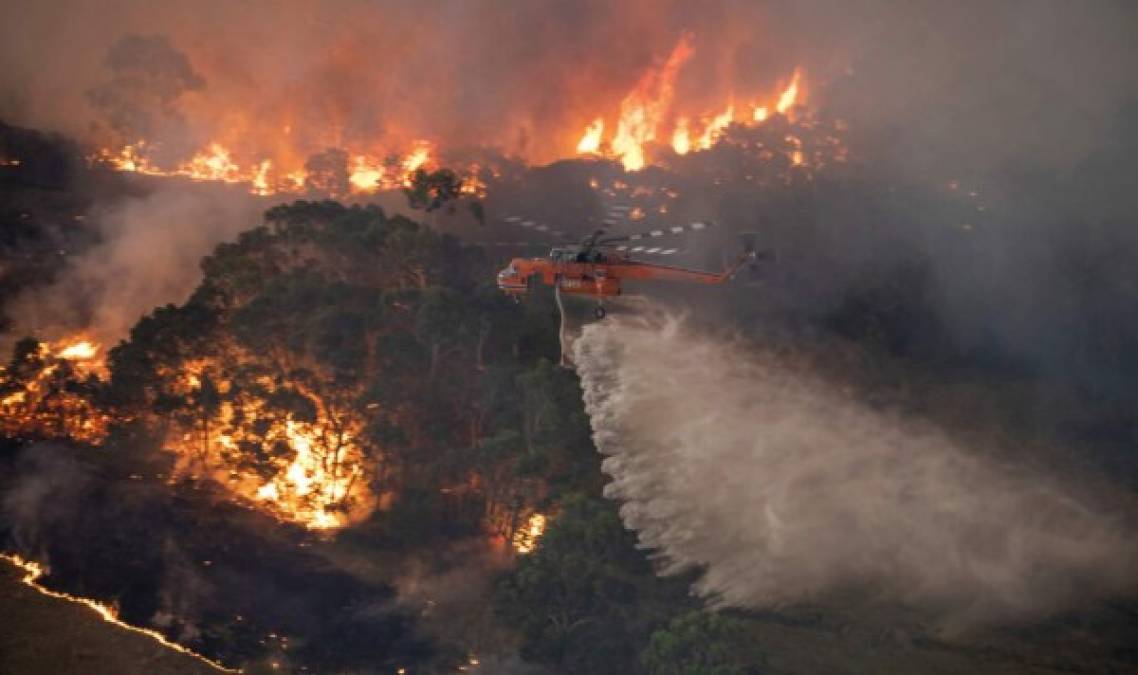 Bomberos desesperados, mientras los animales huyen: el drama de los incendios en Australia