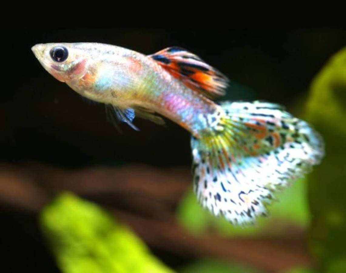 Conozca las cuatro especies de peces más comunes