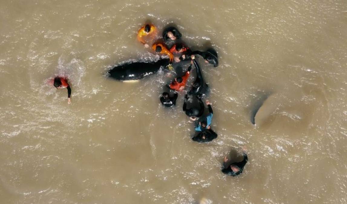 FOTOS: El impresionante rescate de 6 orcas varadas en Mar Chiquita
