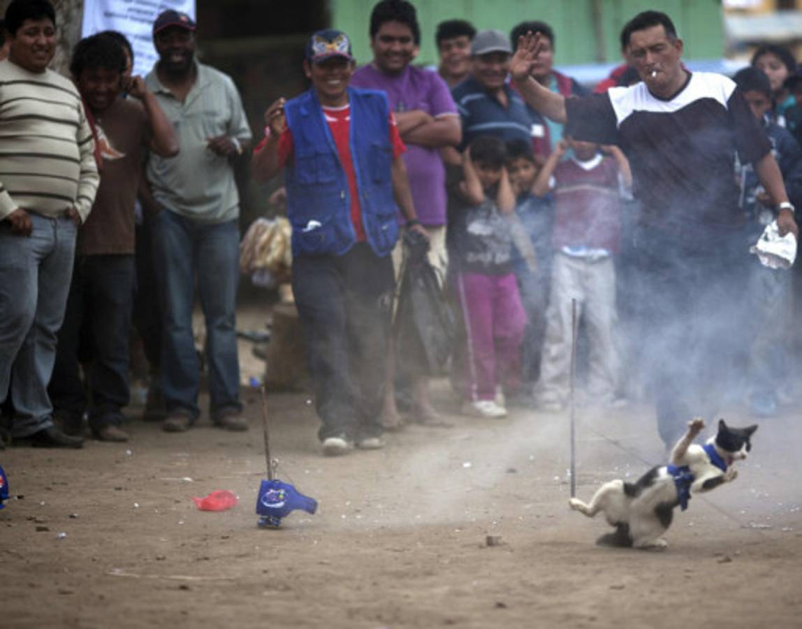 Piden frenar sacrificio de gatos y consumo de su carne en Perú
