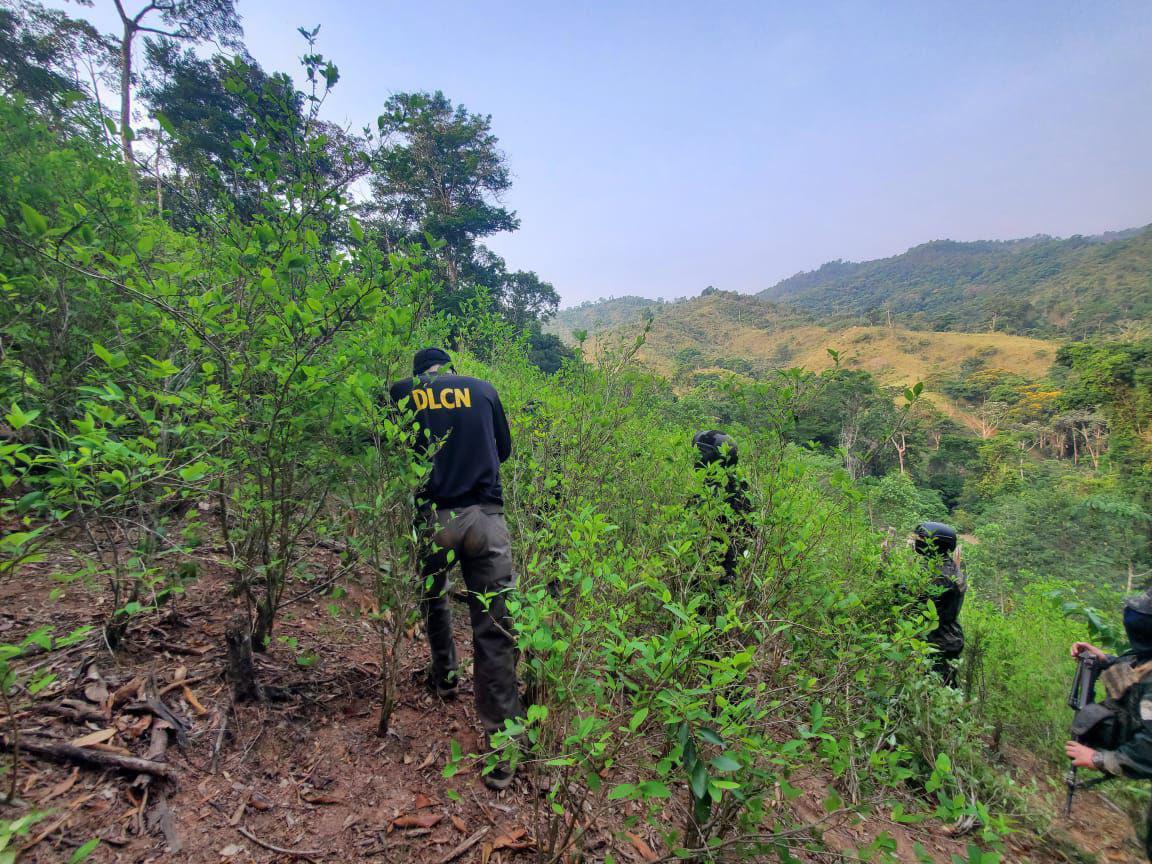 $!La mayoría de plantaciones de marihuana y cocaína se han detectado en Colón y Olancho, zonas muy aptas para que crezcan estas plantas.