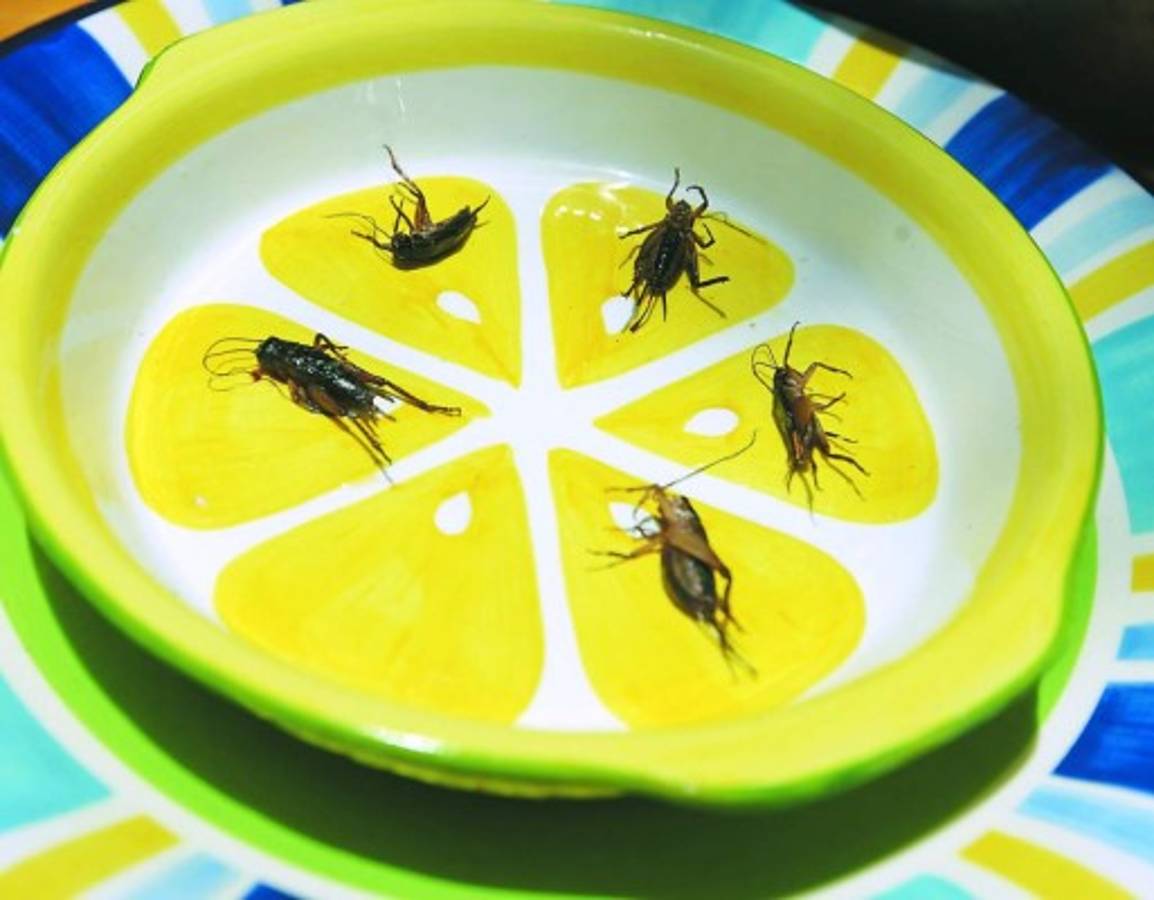 Suculenta... exquisita... así estuvo la feria de invertebrados en ciudad universitaria