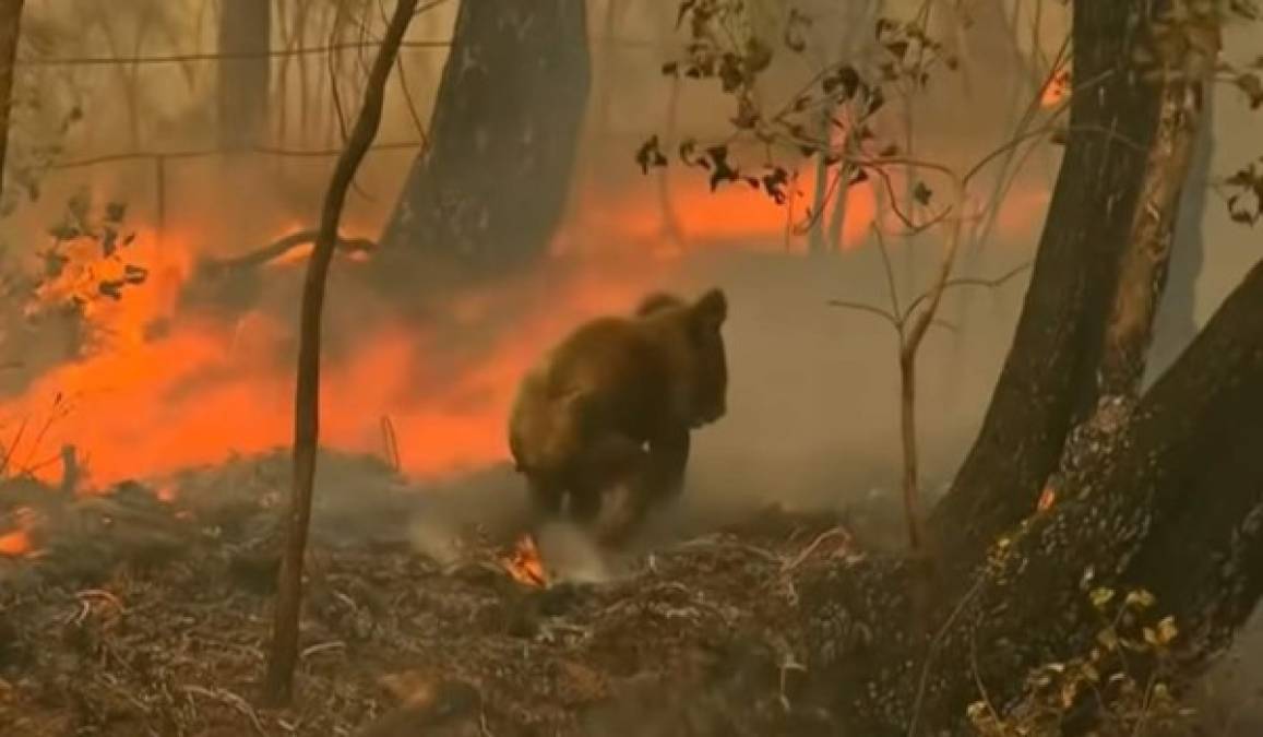 Las fotos del dramático rescate de un koala en un incendio en Australia