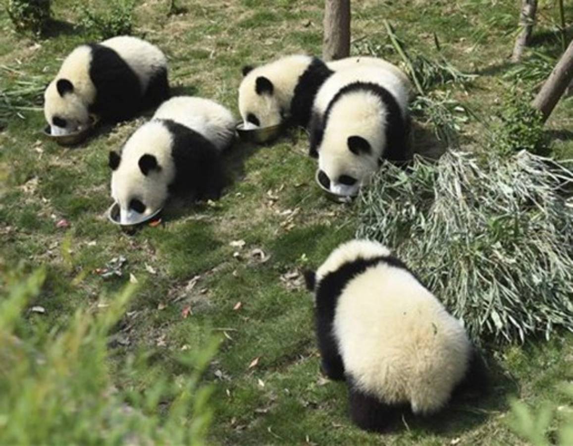 Diez detenidos por matar oso panda y vender sus partes