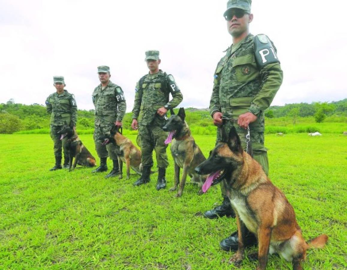 Perros en cárceles de Honduras para detectar celulares