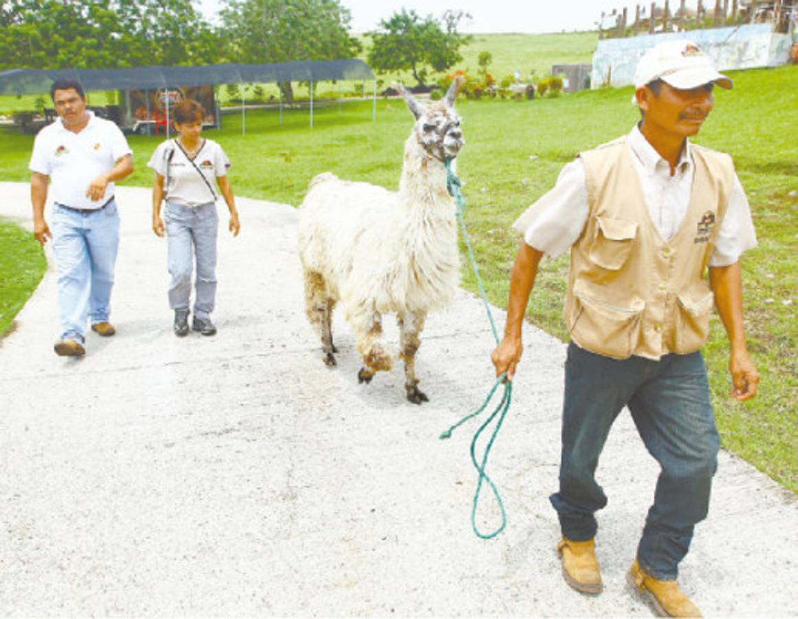 Zoológico Joya Grande seguirá abierto al público