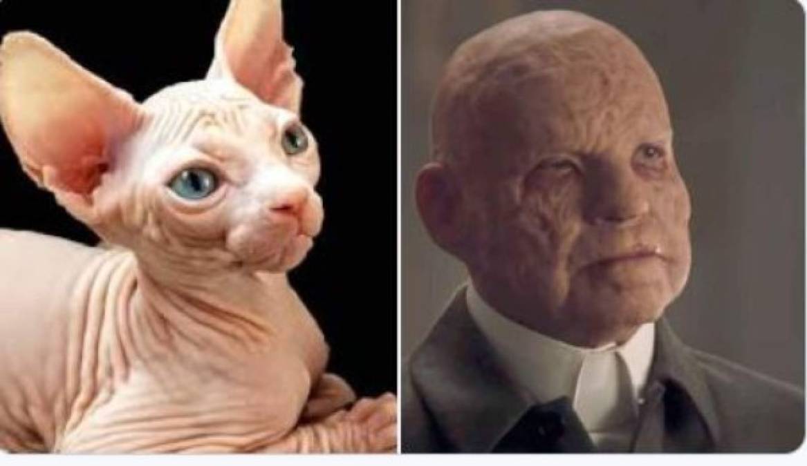 Así se verían los personajes de Dark si fueran gatos (FOTOS)