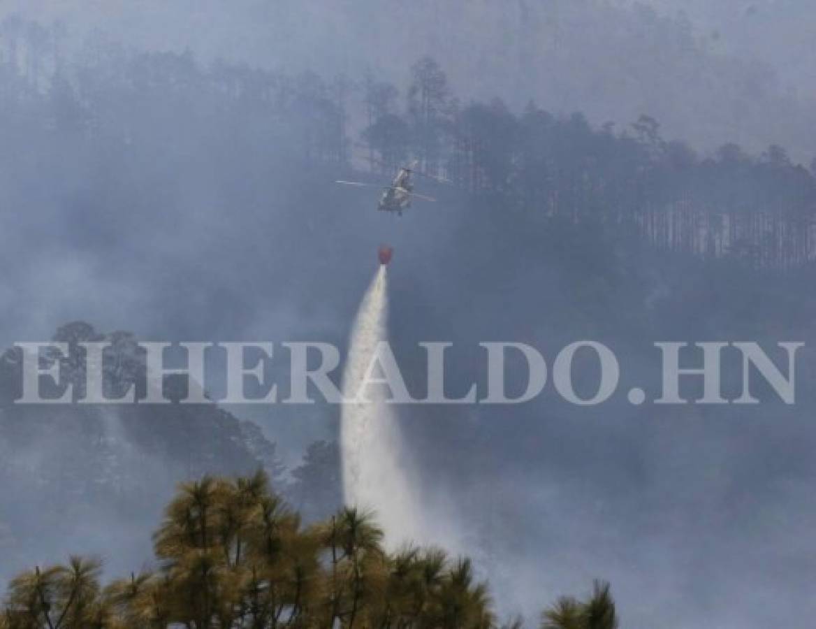250 mil lempiras ofrecen por responsable de prender fuego al bosque El Hatillo