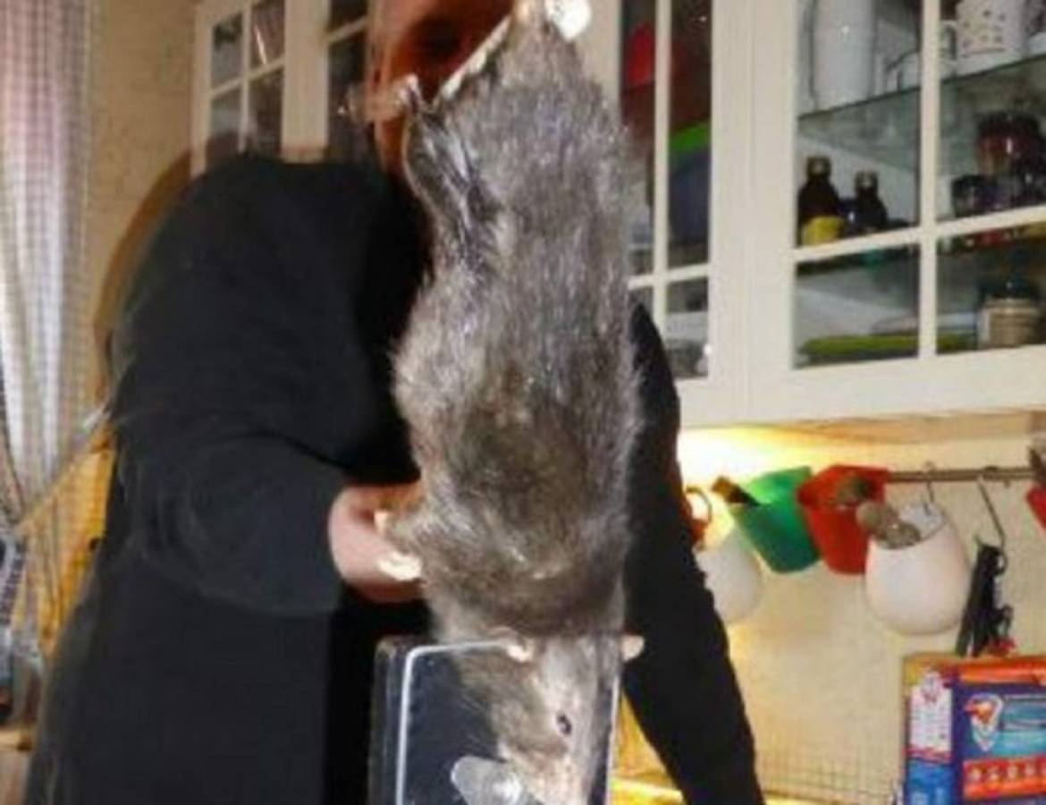 'Ratzilla', la rata gigante que aterrorizó a una familia en Suecia