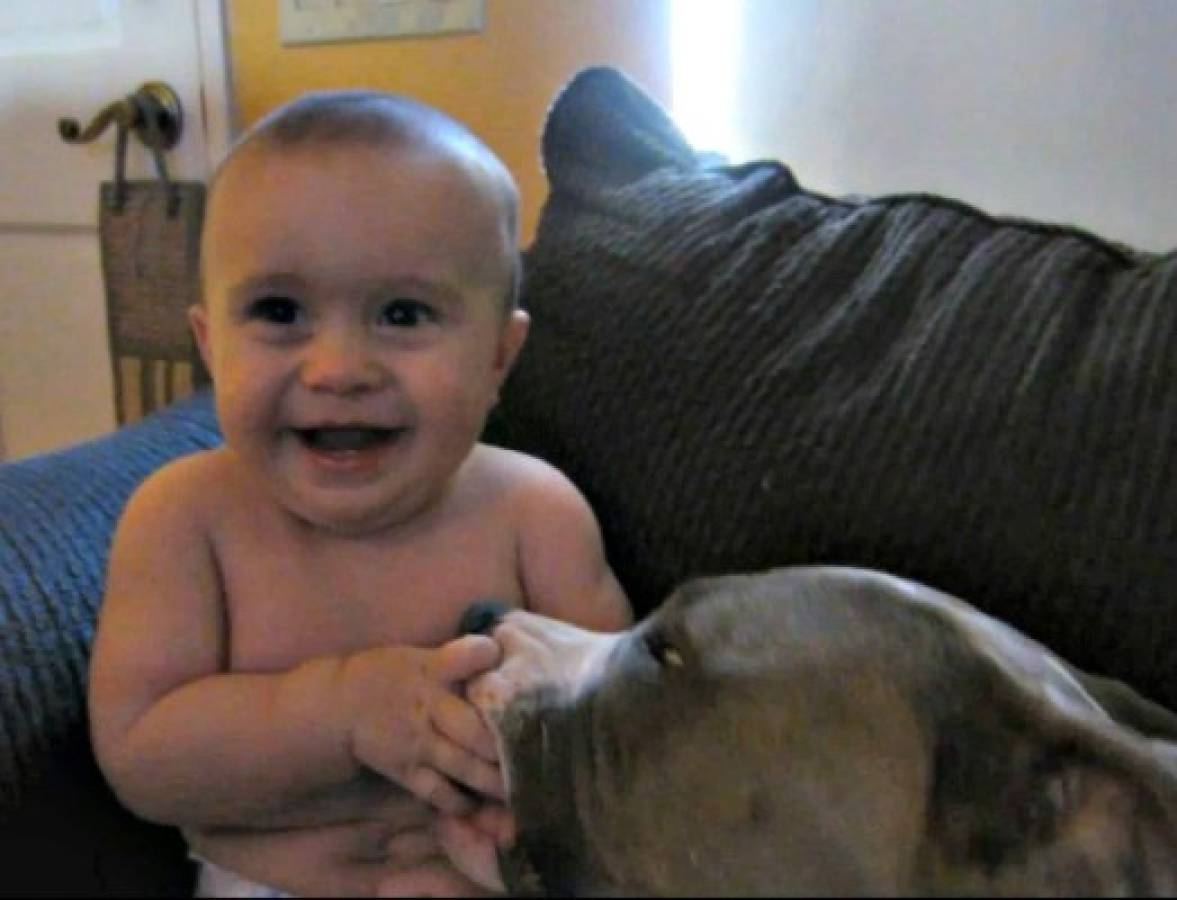 VIDEO: El pitbull que hace reír a carcajadas a un bebé