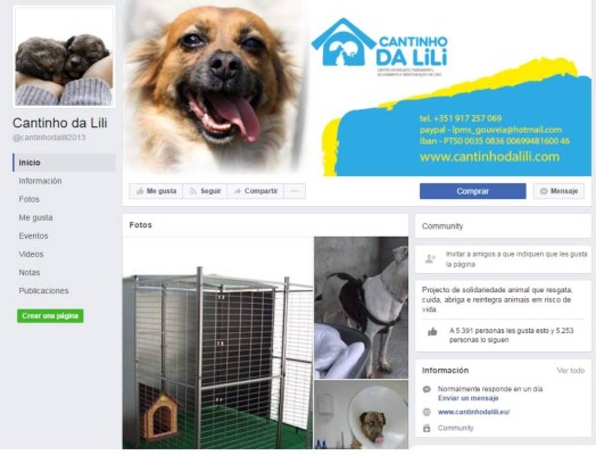 Una camisa de Cristiano Ronaldo puede salvar a 80 perros