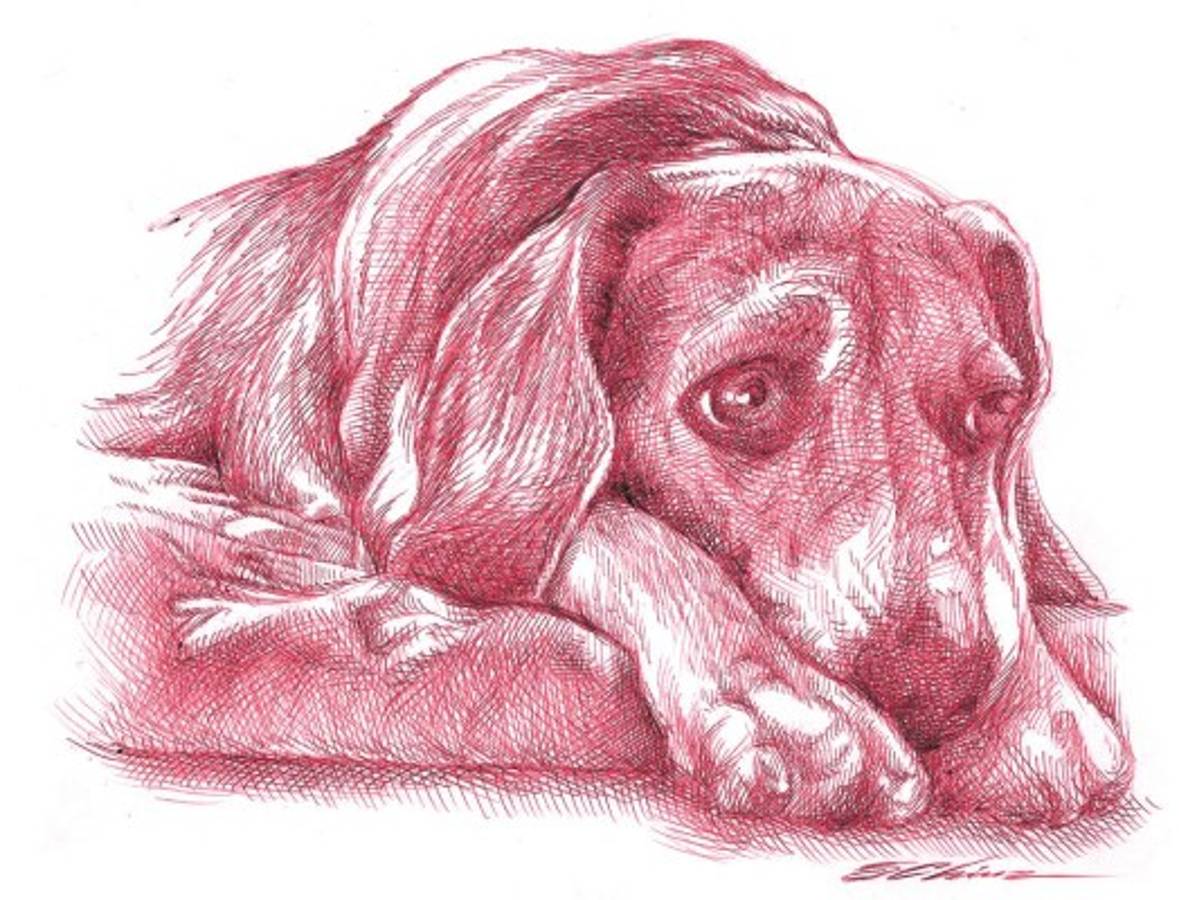 El misterio del perro solitario