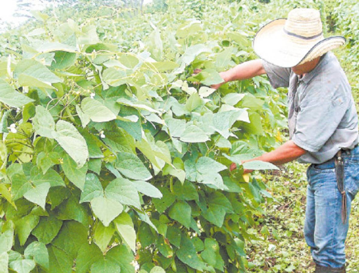 Cultivarán variedad de frijol mejorado en Honduras