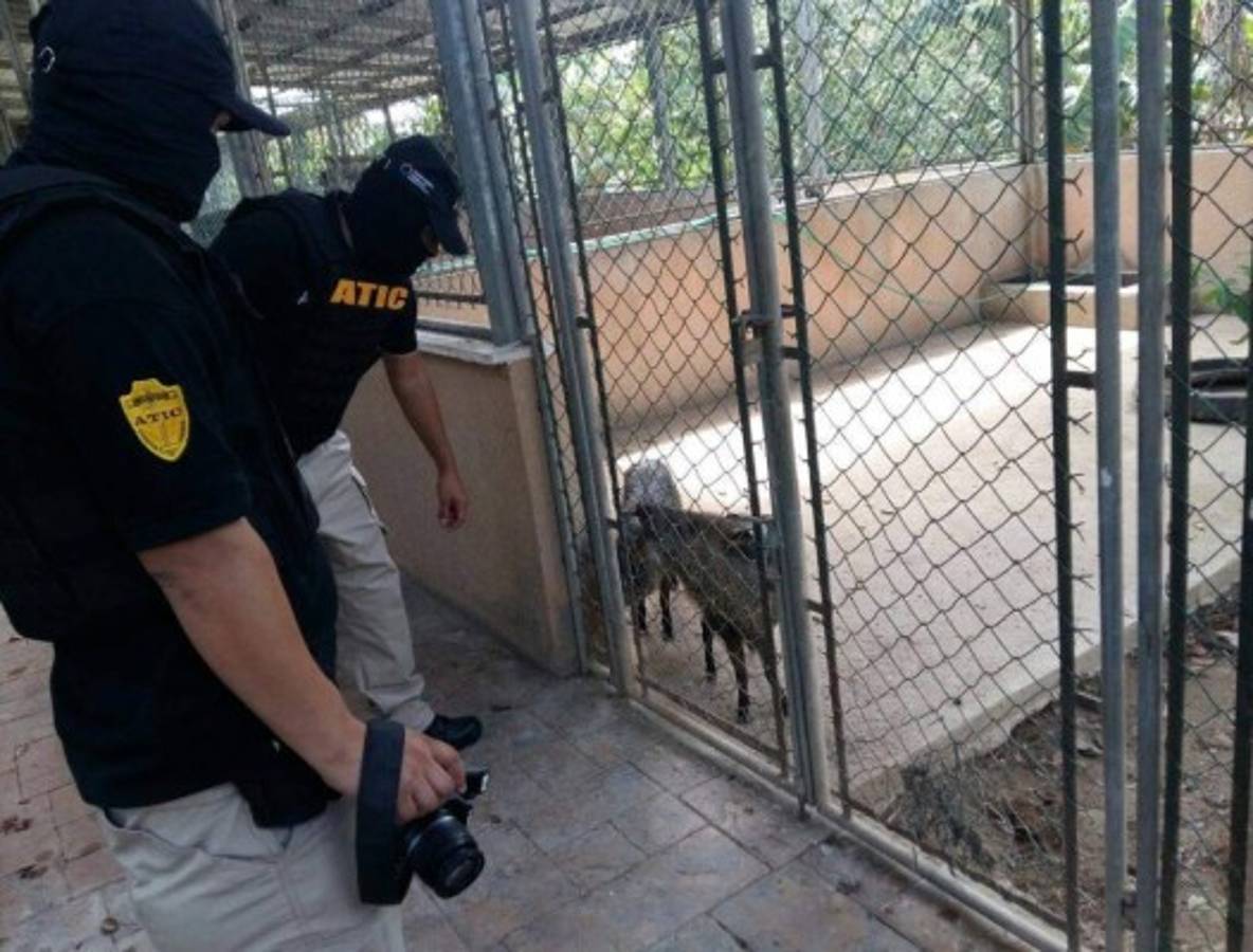 Honduras: Aseguran bienes a socio de banda criminal 'Los Cachiros'