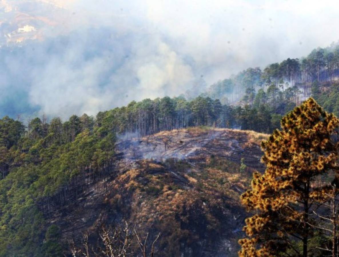 Más de L 860 millones para recuperar el bosque de la capital de Honduras