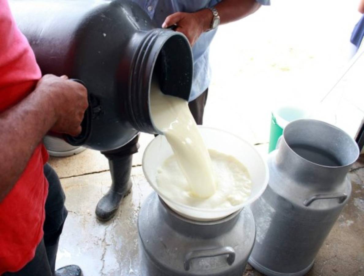 Precios afectan la producción de 650 millones de litros de leche